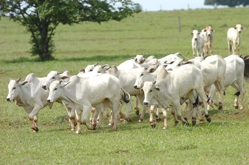 Preço do boi gordo cai na semana. Há espaço para novas valorizações?